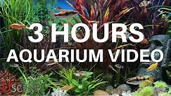 3 Hour Aquarium Video by Uscenes: FREE AQUARIUM TV SCREENSAVER