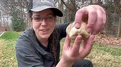 How to identify edible purple-spored puffball mushrooms, Calvatia cyanthiformis