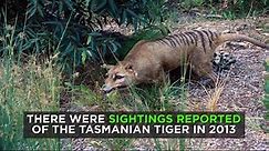Animal Planet - Could the Tasmanian Tiger still be alive?...