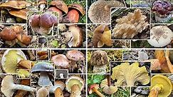 Pilze ohne Ende im Oktober | Goldener Oktober | Unsere Funde aus der ersten Oktoberhälfte 2022