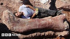 'Biggest dinosaur ever' discovered