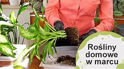 Jak zadbać o domowe rośliny doniczkowe w marcu?