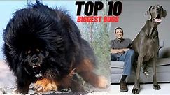 Top 10 Biggest Dogs Breeds In The World