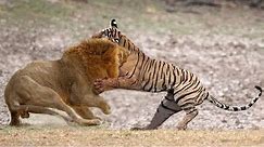 Tiger VS Lion. Who would win?