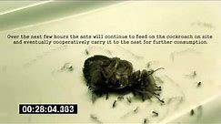 Time lapse: Black Crazy Ants Eating a Cockroach