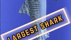 5 Largest Shark 🦈 Species In the World