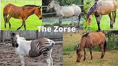 The Life of the Zorse