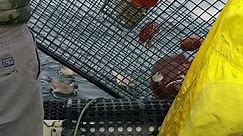 Giant Pacific Red Octopus #octopus #rockcrab #fishtok #crab #ocean #giant #fish #fisherman #fishing #fishinglife #crabbing #shark #bigfish #sharkweek #boatlife #nature #science #boating #sushi #eel #santacruz #friendliestcatch #deadliestcatch #sustainable caught and released in Santa Cruz #hu#humanity