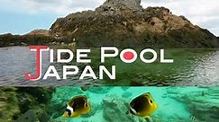 Marine reef fishes in a tide pool: Amami Oshima - Japan