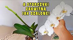 A storczyki kwitną jak szalone- Sprawdź jak to robię!