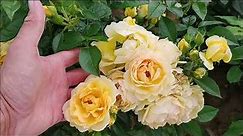 Róże rabatowe - polecane odmiany cz.2