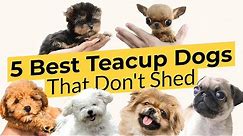 5 Best Teacup Dogs That Don't Shed 🐶🦴🐶