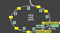 Citric Acid Cycle Explanation (Kreb's cycle)