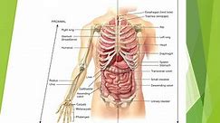 Human Anatomy - Chapter 1 (Organization of the Human Body)