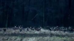 Chmara jeleni na skraju lasu 🦌