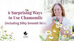 6 Chamomile Plant Benefits Matricaria chamomilla + Chamomile Oil Recipe