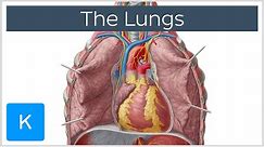Lungs: Definition, Location & Structure - Human Anatomy | Kenhub