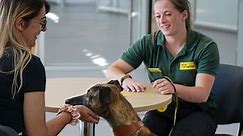 How to adopt a dog | Dogs Trust