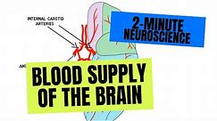 2-Minute Neuroscience: Blood Supply of the Brain