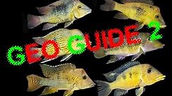 Geophagus Guide 2 - the new Andes eartheaters + Geophagus pellegrini , steindachneri & crassilabris