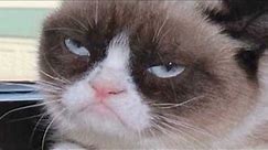 Grumpy Cat goes from meme to the big screen