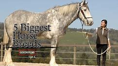 5 Biggest Horse Breeds | World"s Biggest Horse | Biggest Horse in the World