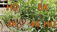 8K 4K & HD Canon R5 Comparison | Youtube Resolution Test
