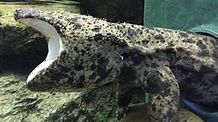 Largest Amphibian in the World - Giant Salamander