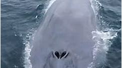 Blue Whale - The Largest Animal In The World