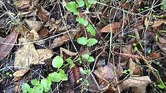 yerba buena - the medicinal wild mint
