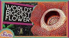 The Biggest Flower in the World! | Corpse Flower | SciShow Kids