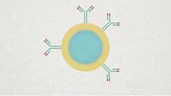B-cell, Plasma and Memory cell Animation