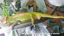 Live Birth - Bradypodion Pumilum - ( The Cape Dwarf Chameleon )