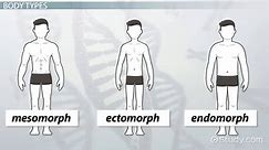 Body Types | Mesomorph, Ectomorph & Endomorph