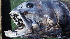 Giant fish species found in Japan