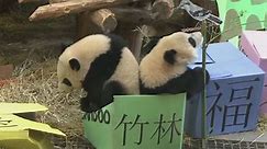Video. Canada: Birthday party for two Pandas
