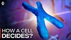 How Cells Decide Between X And Y Chromosomes? Explained