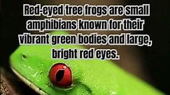 Red Eyed Tree Frog is a vibrant and fascinating species of tree frog found in Central America.