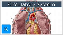 Circulatory system - Function, Definition - Human Anatomy | Kenhub