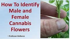 How To Identify Male and Female Cannabis Flowers