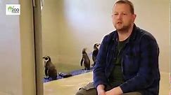 Opiekun odpowiada - pingwiny