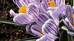 Crocus Vernus 'King of The Striped' (20 Pack) Plant Bulbs for Gardening - Violet & White Flowers - from Easy to Grow