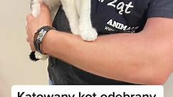 Katowany kot odebrany przez OTOZ Animals! Leni juz bezpieczny w Ciapkowie! Pomozcie nam go leczyc! #ciapkowo #trojmiasto #pomoznampomagac #otozanimals #dlaciebie #Gdynia #dc #dlaciebie #foryou #adoptujzycie #schroniskociapkowo #fyp
