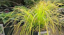 Carex Evercolor® 'Everillo' (Japanese Sedge Grass) // BRIGHT, Evergreen foliage. Compact.