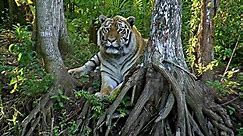 Live Tiger Cam - video of tigers at Big Cat Rescue | Explore.org
