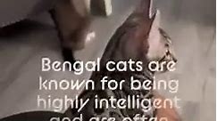 Bengal cats are known for being highly intelligent and are often compared to dogs in their loyalty and trainability. #kitten #bengal #meow | Mother of Bengals