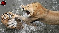 Top 5 Big fights of lions and other big cats#DiscoveryTheMystery