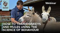 How to Train Donkeys and Mules Using the Science of Behaviour | The Donkey Sanctuary Webinars