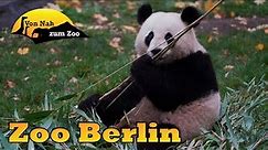 Zoo Berlin - der beste Stadtzoo Deutschlands? - Von Nah zum Zoo
