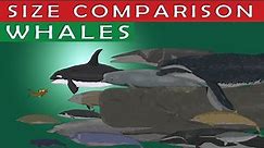 WHALES SIZE COMPARISON | 50 Living Whale Species Comparison